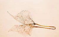 Fragile