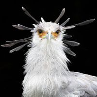 Secretarisvogel zwarte achtergrond