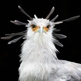 Oiseau secrétaire fond noir sur Marja Suur