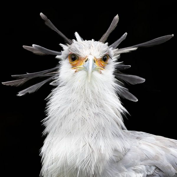 Secretary bird black background by Marja Suur