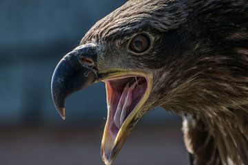 Junger amerikanischer Seeadler von Stephan Scheffer