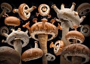 Bella Gomba (Giant Mushroom) by Olaf Bruhn thumbnail