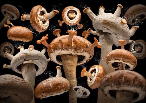 Bella Gomba (Giant Mushroom) by Olaf Bruhn