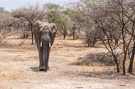Elefant zwischen den Büschen in Tansania von Mickéle Godderis Miniaturansicht