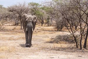 Olifant tussen de struiken in Tanzania van Mickéle Godderis