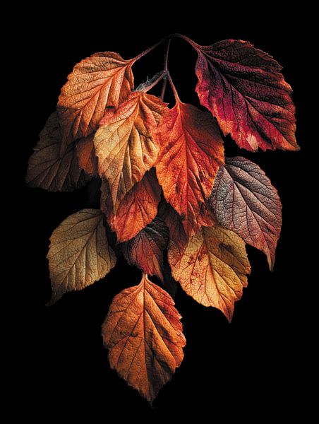 Herbstblätter von Ellen Novara-da Lima