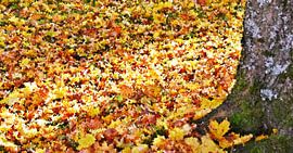 Ahorn Herbstblätter im Sonnenschein mixed media von Werner Lehmann