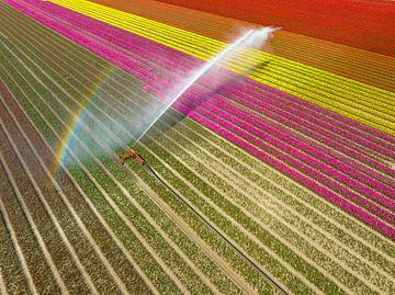 Tulips growing in a field sprayed by an agricultural sprinkler