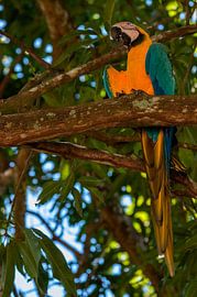 Blauwgele ara by Maarten Verhees