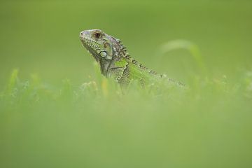 Jonge groene leguaan van Elles Rijsdijk