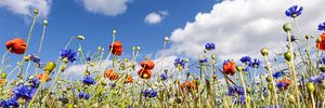 Mohnblumenfeld mit Kornblumen | Panorama