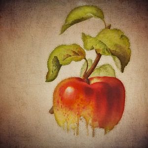 Roter Apfel - Antike Zeichnung eines roten Apfels