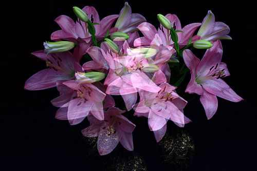 Splendour of lilies