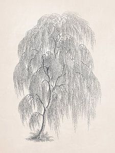 Willow Tree Drawing