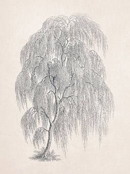 Tekening van de wilgenboom