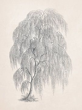 Willow Tree Drawing