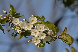 Blüten einer Wildkirsche - Prunus avium