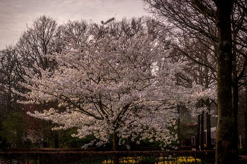 Boom met witte bladeren