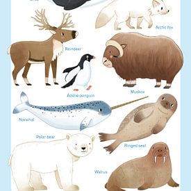 Dieren van de Noordpool en Antarctica van Judith Loske
