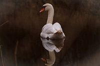 Swan with reflection