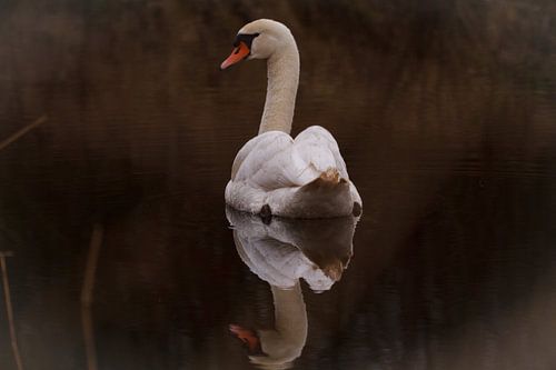 Schwan mit Spiegelung