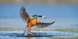 Eisvogel - Im Handumdrehen von Eisvogel.land - Corné van Oosterhout
