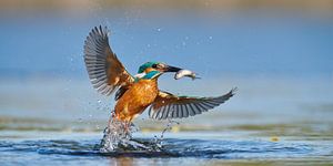 Eisvogel - Im Handumdrehen