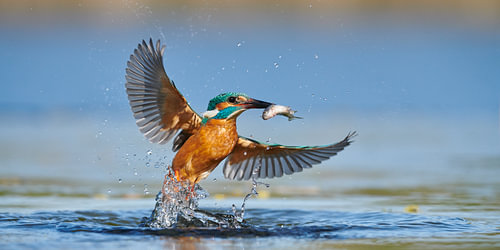 IJsvogel - In een flits