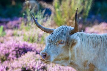 Hooglander close-up van Thijs Friederich