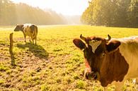 Niederländisch gegurtete lakenvelder Kühe auf einer Wiese während des Sonnenaufgangs im Herbst von Sjoerd van der Wal Fotografie Miniaturansicht
