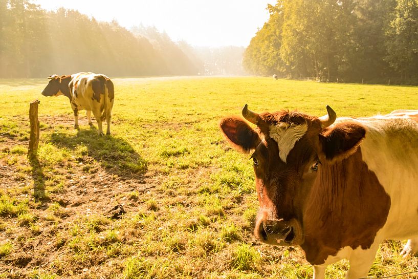 Niederländisch gegurtete lakenvelder Kühe auf einer Wiese während des Sonnenaufgangs im Herbst von Sjoerd van der Wal Fotografie