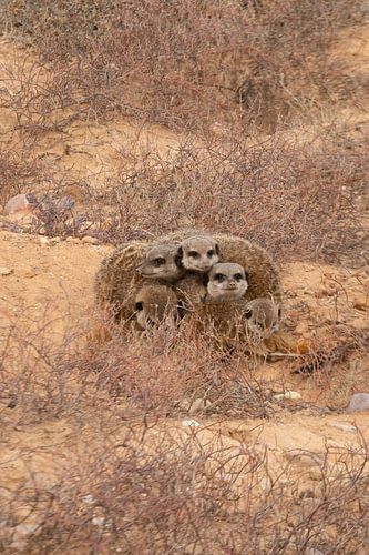 Stokstaartjes familie houdt elkaar warm in Zuid Afrika