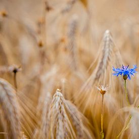 Kornblume im Weizenfeld von Markus Weber