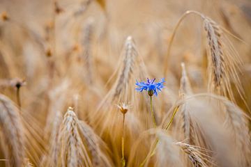 Cornflower in wheat field by Markus Weber