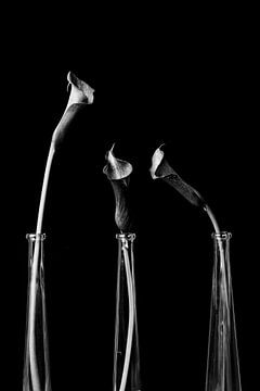 Beauté intemporelle : image en noir et blanc de Calla