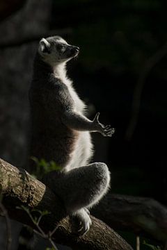 Ringelschwanzlemur : Tierpark Amersfoort von Loek Lobel