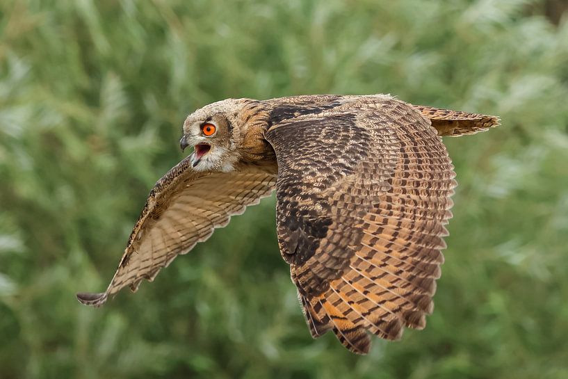 Fliegender junger Uhu von Anjella Buckens