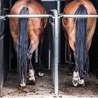 Paardenbenen in trailer: Nice buttocks!
