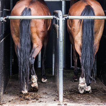 Paardenbenen in trailer: Nice buttocks! von Ramona Stravers