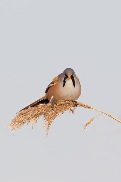 Baardmannetje in het riet in de winter van Jeroen Stel