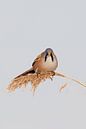 Baardmannetje in het riet in de winter van Jeroen Stel thumbnail