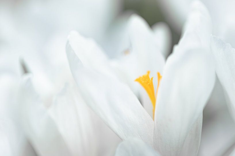 Witte Krokus van Mario Brussé Fotografie