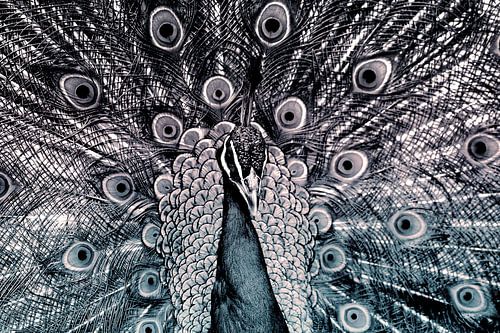 Carved peacock in grey - blue