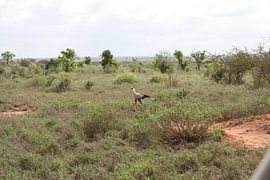 Rare vogel von Gilian Fijen