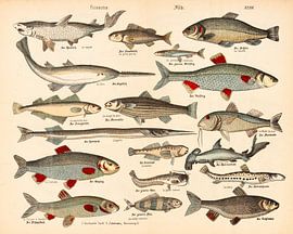Lithographie ancienne avec poisson sur Studio Wunderkammer