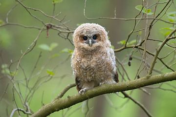 Cute fledgling of Tawny Owl ( Strix aluco ) perched on a branch, begging for food, its dark brown ey