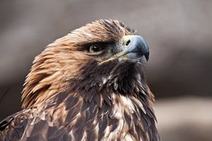 Haaksnavel en scherpe blik van de steenarend die aandachtig omhoog kijkt, de kop van de steenarend c