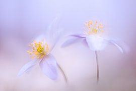 Wood anemones in pastel shades