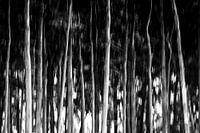 Trees in black and white