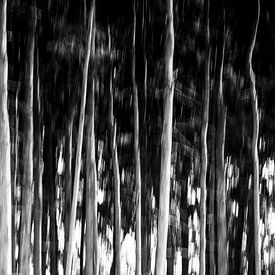 Bäume in Schwarz und Weiß von Wilhelmien  Marti
